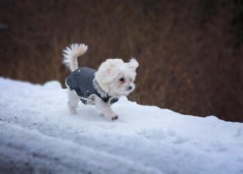 Cozy Canine Couture: The Ultimate Guide to Puppy Sweater Styles