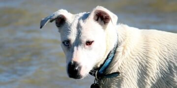 Mastering Dog Potty Training: Find the Best Local Resources Near You