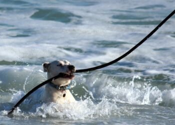 Pawsome Academy: Unleashing Your Dog’s Potential Right in Your Neighborhood