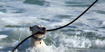 Pawsome Academy: Unleashing Your Dog’s Potential Right in Your Neighborhood