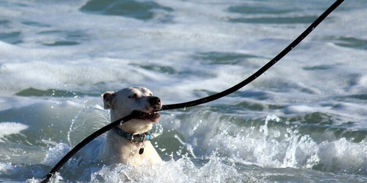 Pawsome Academy: Unleashing Your Dog’s Potential Right in Your Neighborhood