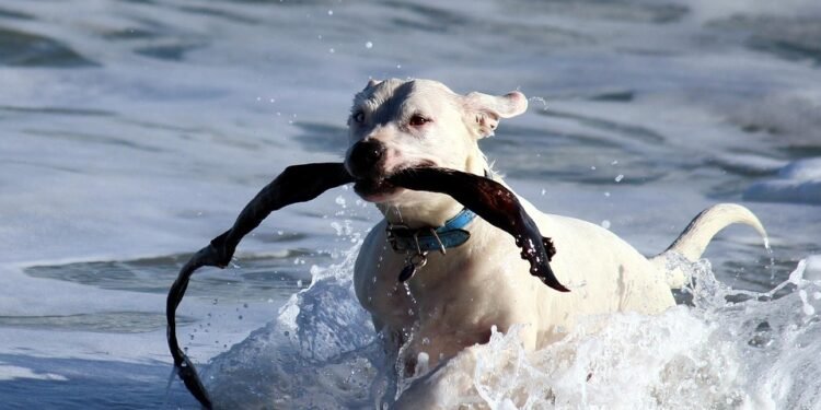 Unleash Your Dog’s Potential: Find the Perfect Training Camp Near You!