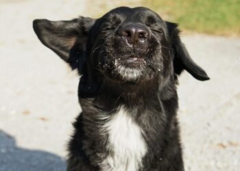 Unlock Your Dog’s Potential with Free Training Near You!