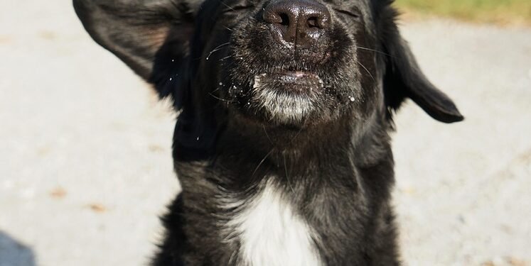 Unlock Your Dog’s Potential with Free Training Near You!