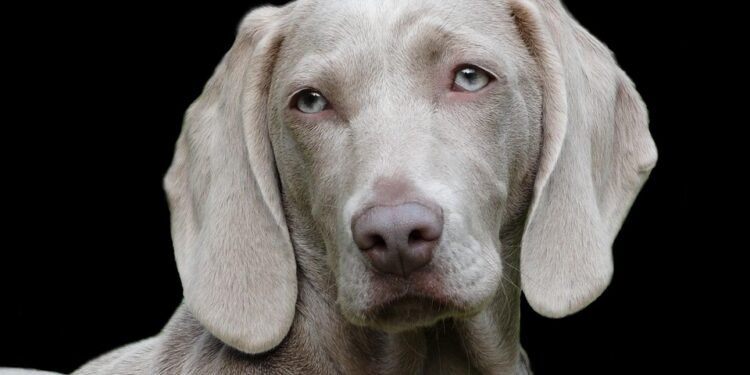 Tail-Wagging Solutions: The Ultimate Guide to Allergy-Friendly Dog Food for Picky Eaters