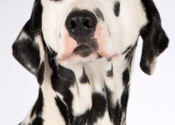 Unleash Your Dog’s Potential: Expert Aggression Training Near You