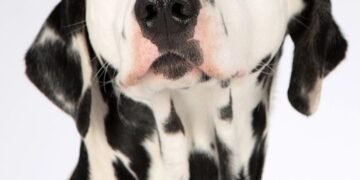 Unleash Your Dog’s Potential: Expert Aggression Training Near You