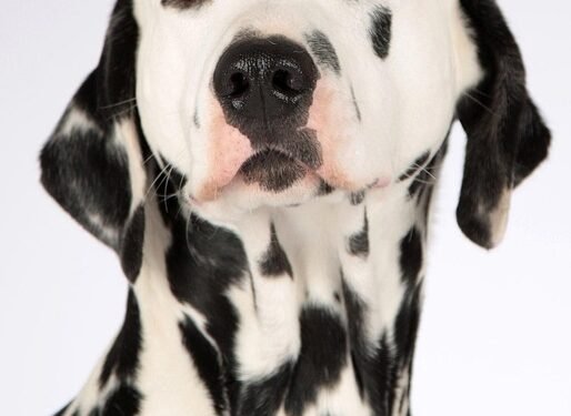 Unleash Your Dog’s Potential: Expert Aggression Training Near You