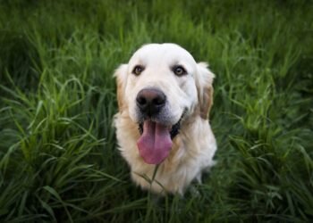 Budget-Friendly Behavior: Affordable Dog Training Solutions for Every Pup
