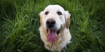 Budget-Friendly Behavior: Affordable Dog Training Solutions for Every Pup