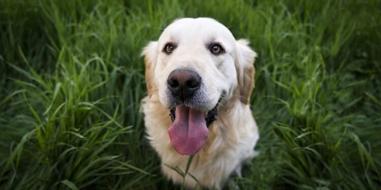 Budget-Friendly Behavior: Affordable Dog Training Solutions for Every Pup
