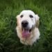 Budget-Friendly Behavior: Affordable Dog Training Solutions for Every Pup