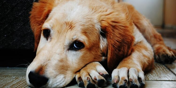Unleash Your Dog’s Potential: Find the Best Dog Training Classes Near You