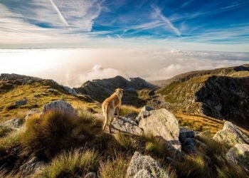 Discover the Power of Therapy Dog Training: Find A Program Near You Today!