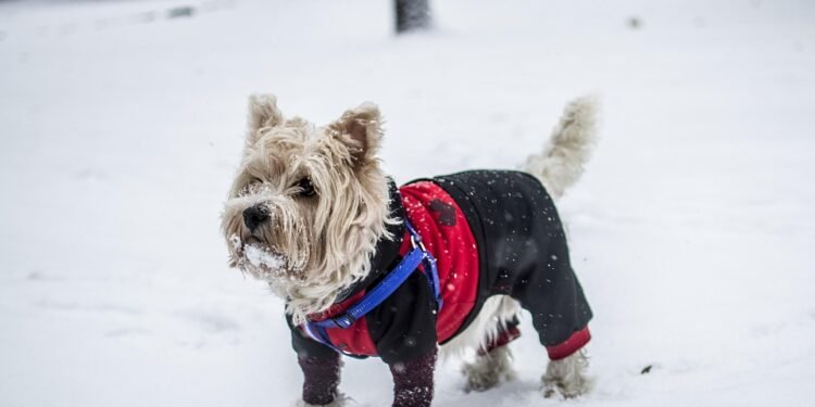 Pawsitively Stylish: The Ultimate Guide to Dog Jeans