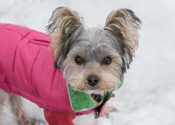 Pawsitively Stylish: The Ultimate Collection of Dog T-Shirts for Every Pup Parent