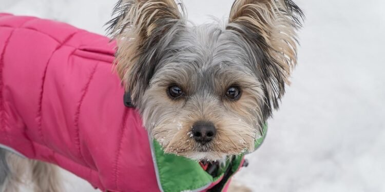 Pawsitively Stylish: The Ultimate Collection of Dog T-Shirts for Every Pup Parent