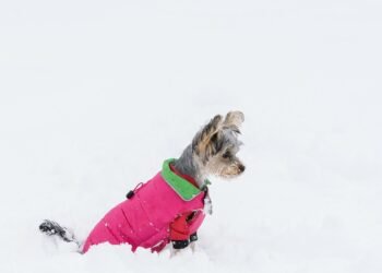 Stay-Put Paws: The Ultimate Guide to Dog Boots That Stay On