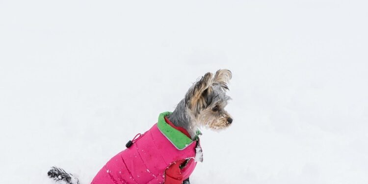 Stay-Put Paws: The Ultimate Guide to Dog Boots That Stay On