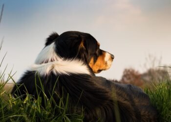 Unleash Your Dog’s Potential: Free Training Near Me