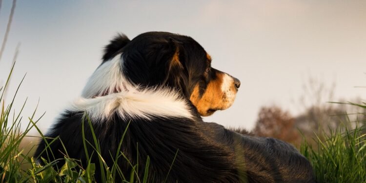 Unleash Your Dog’s Potential: Free Training Near Me