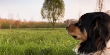 Happy dog participating in training activities at an elite camp for obedience skills.