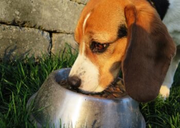 Feeding Fido: The Ultimate Guide to Comforting Cuisine for Senior Dogs with Sensitive Stomachs