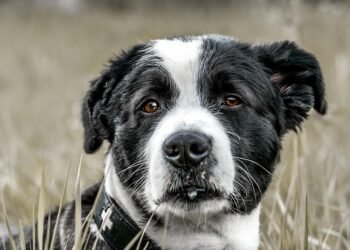 Mastering Canine Aggression: Top Training Programs Near You