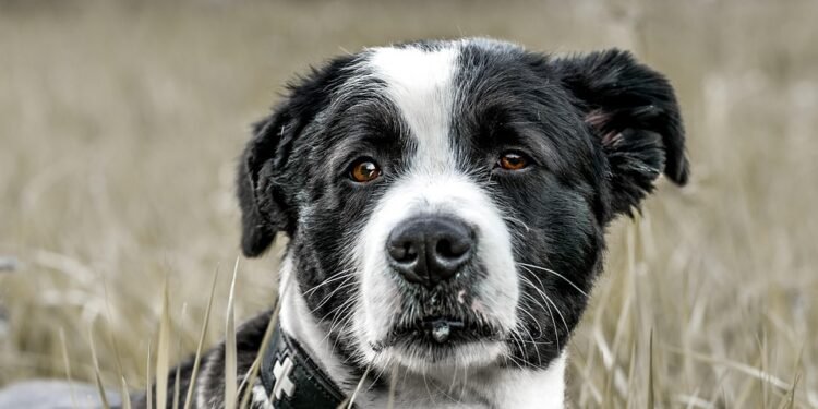 Mastering Canine Aggression: Top Training Programs Near You