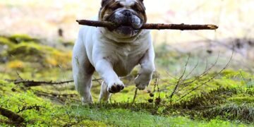 Paws and Plates: The Ultimate Guide to Dog-Friendly Dining