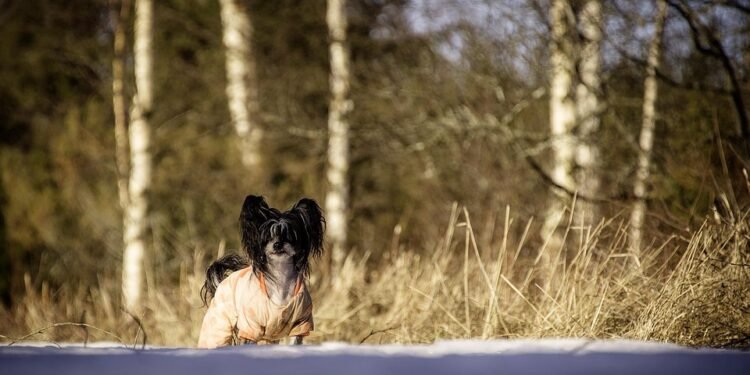 Paw-some Protection: The Benefits of Dog Socks for Happy Paws