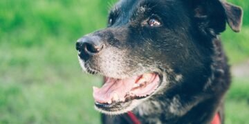 Cracking the Code: The Ultimate Guide to Finding the Best Dog Food for Picky Eaters