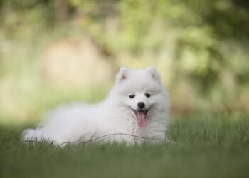 Mastering Dog Potty Training: Find the Best Local Classes Near You