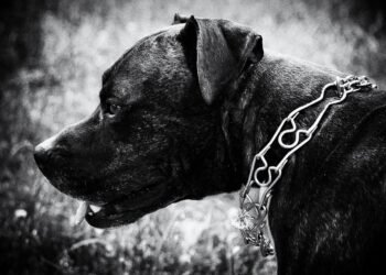 Unleash Your Dog’s Style with Our Premium Leather Collars