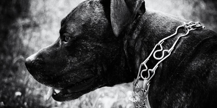 Unleash Your Dog’s Style with Our Premium Leather Collars