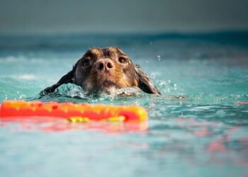 Unleash Your Dog’s Potential at Our Nearby Training Camp!