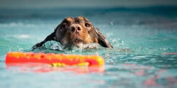 Unleash Your Dog’s Potential at Our Nearby Training Camp!