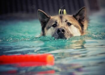 Unleash Your Dog’s Potential with Top-Rated Training Classes Near You!