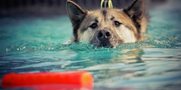 Unleash Your Dog’s Potential with Top-Rated Training Classes Near You!