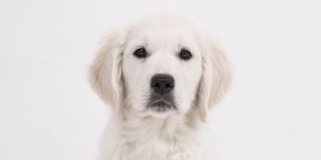 Pawsitively Perfect: Discovering Dog-Friendly Parks Near You