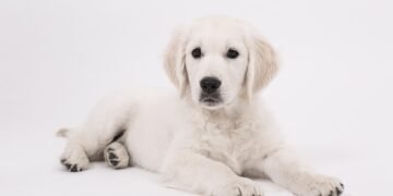 Paws and Play: The Top Dog-Friendly Beaches for Your Furry Friend