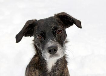 Unleashing Potential: The Benefits of Dog Socialization Classes