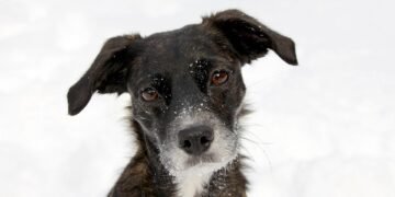 Unleashing Potential: The Benefits of Dog Socialization Classes