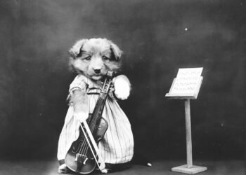 Pawsitively Stylish: The Ultimate Dog T-Shirt Collection