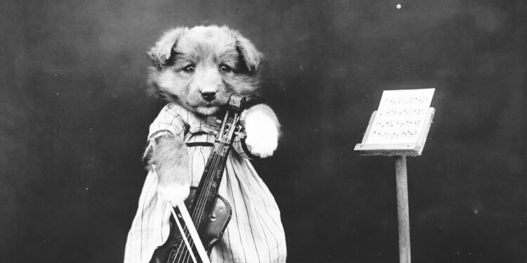 Pawsitively Stylish: The Ultimate Dog T-Shirt Collection