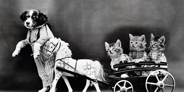 Stay Warm in Style: The Ultimate Guide to Dog Sweaters