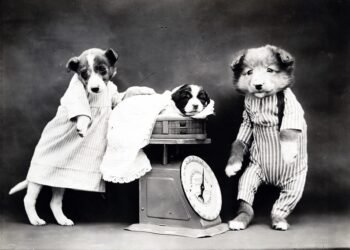 Pawsitively Hilarious: The Top Dog Outfits that will Have You Howling with Laughter