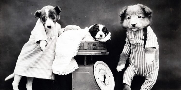 Pawsitively Hilarious: The Top Dog Outfits that will Have You Howling with Laughter