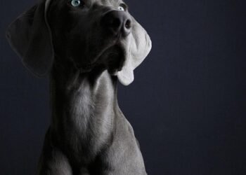 The Secret to Success: Private Dog Training Unleashed