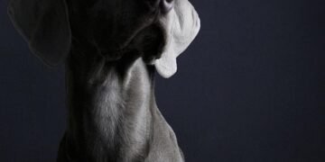 The Secret to Success: Private Dog Training Unleashed